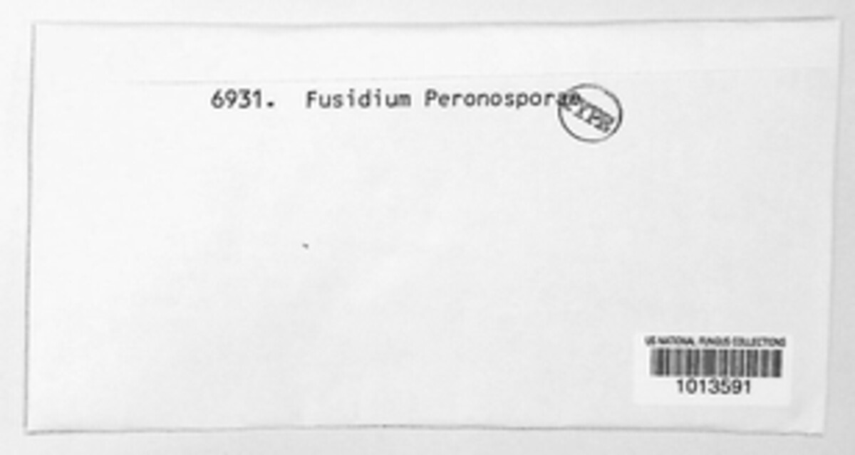 Fusidium peronosporae image